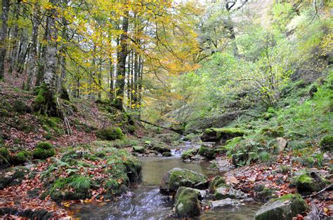 selva de irati verano|Selva de Irati, Navarra